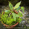 Begonia Maculata Double Dot, dwarf begonia, for terrarium, in a clay pot, organically grown tropical plants for sale at TOMs FLOWer CLUB.