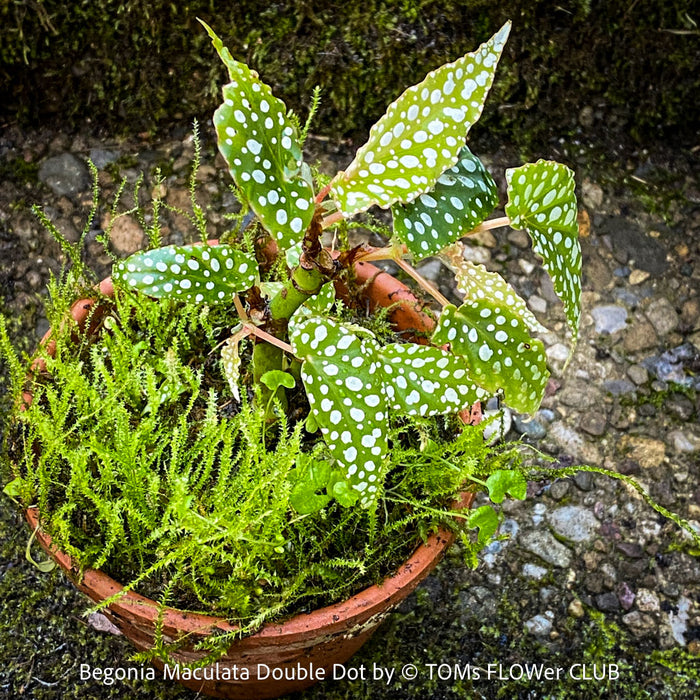 Begonia Maculata Double Dot, dwarf begonia, for terrarium, in a clay pot, organically grown tropical plants for sale at TOMs FLOWer CLUB.