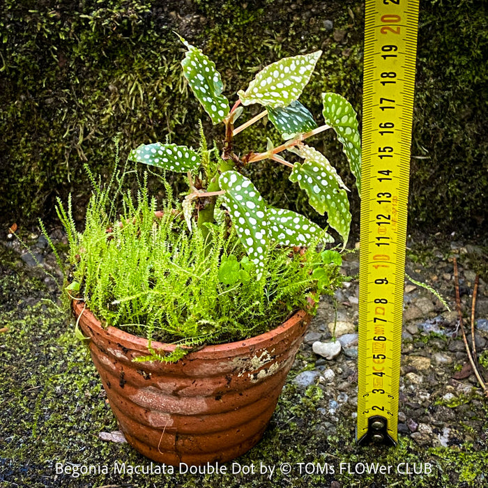 Begonia Maculata Double Dot, dwarf begonia, for terrarium, in a clay pot, organically grown tropical plants for sale at TOMs FLOWer CLUB.