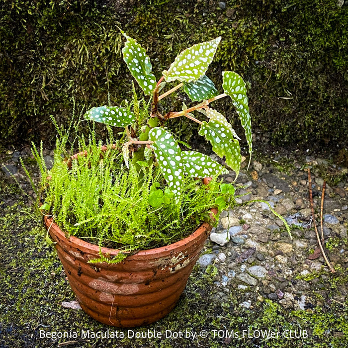 Begonia Maculata Double Dot, dwarf begonia, for terrarium, in a clay pot, organically grown tropical plants for sale at TOMs FLOWer CLUB.