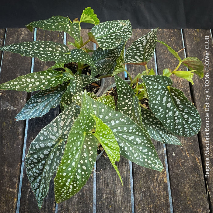 Begonia Maculata Double Dot, dwarf begonia, for terrarium, in a clay pot, organically grown tropical plants for sale at TOMs FLOWer CLUB.