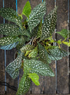 Begonia Maculata Double Dot, dwarf begonia, for terrarium, in a clay pot, organically grown tropical plants for sale at TOMs FLOWer CLUB.