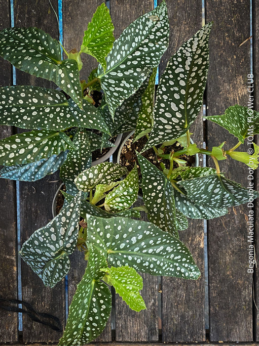 Begonia Maculata Double Dot, dwarf begonia, for terrarium, in a clay pot, organically grown tropical plants for sale at TOMs FLOWer CLUB.