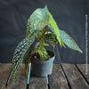 Begonia Maculata Double Dot, dwarf begonia, for terrarium, in a clay pot, organically grown tropical plants for sale at TOMs FLOWer CLUB.