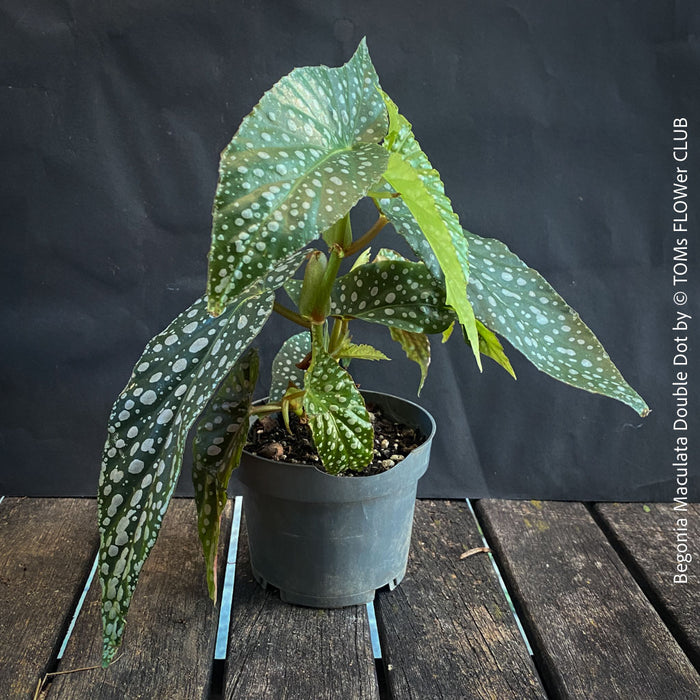 Begonia Maculata Double Dot, dwarf begonia, for terrarium, in a clay pot, organically grown tropical plants for sale at TOMs FLOWer CLUB.