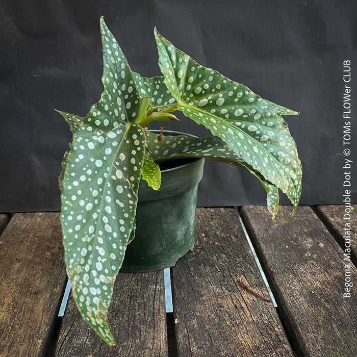 Begonia Maculata Double Dot, dwarf begonia, for terrarium, in a clay pot, organically grown tropical plants for sale at TOMs FLOWer CLUB.