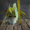 Begonia Maculata Double Dot, dwarf begonia, for terrarium, in a clay pot, organically grown tropical plants for sale at TOMs FLOWer CLUB.