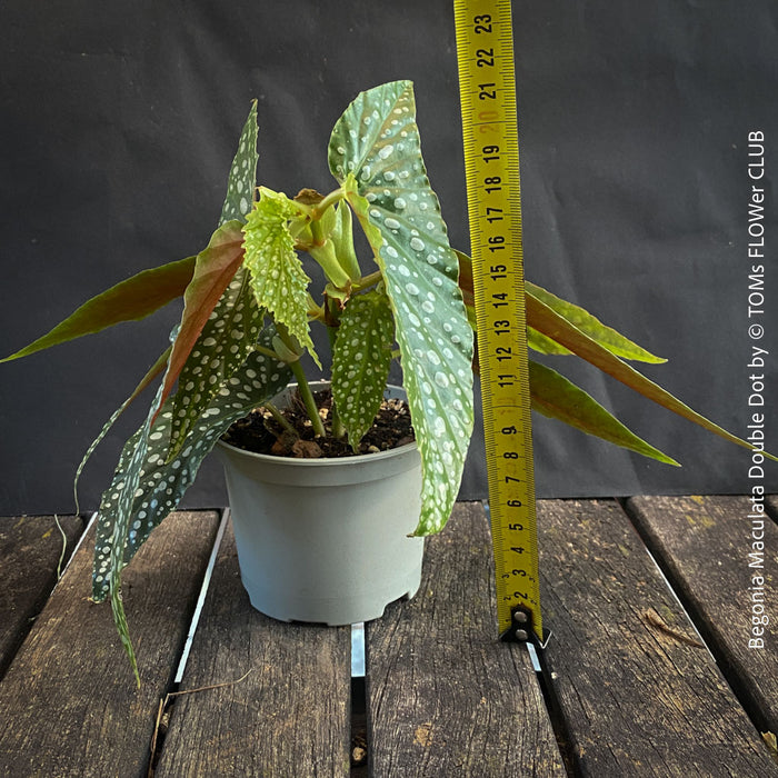 Begonia Maculata Double Dot, dwarf begonia, for terrarium, in a clay pot, organically grown tropical plants for sale at TOMs FLOWer CLUB.