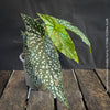 Begonia Maculata Double Dot, dwarf begonia, for terrarium, in a clay pot, organically grown tropical plants for sale at TOMs FLOWer CLUB.