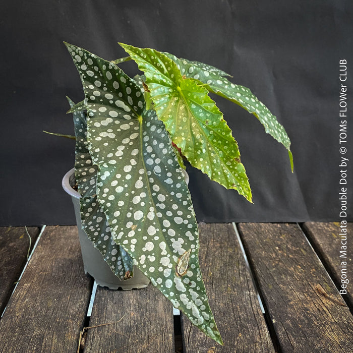 Begonia Maculata Double Dot, dwarf begonia, for terrarium, in a clay pot, organically grown tropical plants for sale at TOMs FLOWer CLUB.