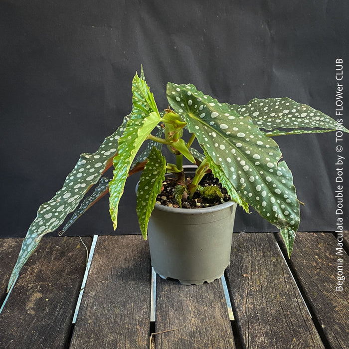 Begonia Maculata Double Dot, dwarf begonia, for terrarium, in a clay pot, organically grown tropical plants for sale at TOMs FLOWer CLUB.