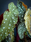 Leaves of Begonia Maculata Megadot with XXL large, dotted leaves, grown from stem cuttings. Fully established, robust, and healthy plant in well-drained organic substrate. Leaf size can reach 40-50cm. Easy to care for, ideal for semi-shady, bright locations. Not hardy. Requires repotting every 1-2 years and benefits from leaf showering every fortnight. Available at TOMs FLOWer CLUB webshop.