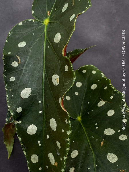 Begonia Maculata Megadot with XXL large, dotted leaves, grown from stem cuttings. Fully established, robust, and healthy plant in well-drained organic substrate. Leaf size can reach 40-50cm. Easy to care for, ideal for semi-shady, bright locations. Not hardy. Requires repotting every 1-2 years and benefits from leaf showering every fortnight. Available at TOMs FLOWer CLUB webshop.