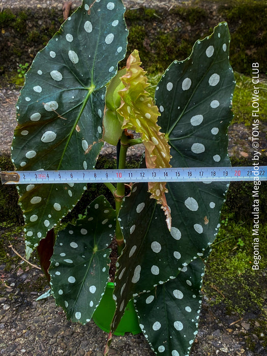 Begonia Maculata Megadot with XXL large, dotted leaves, grown from stem cuttings. Fully established, robust, and healthy plant in well-drained organic substrate. Leaf size can reach 40-50cm. Easy to care for, ideal for semi-shady, bright locations. Not hardy. Requires repotting every 1-2 years and benefits from leaf showering every fortnight. Available at TOMs FLOWer CLUB webshop.
