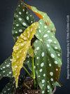 Begonia Maculata Megadot available for sale at TOMs FLOWer CLUB webshop.