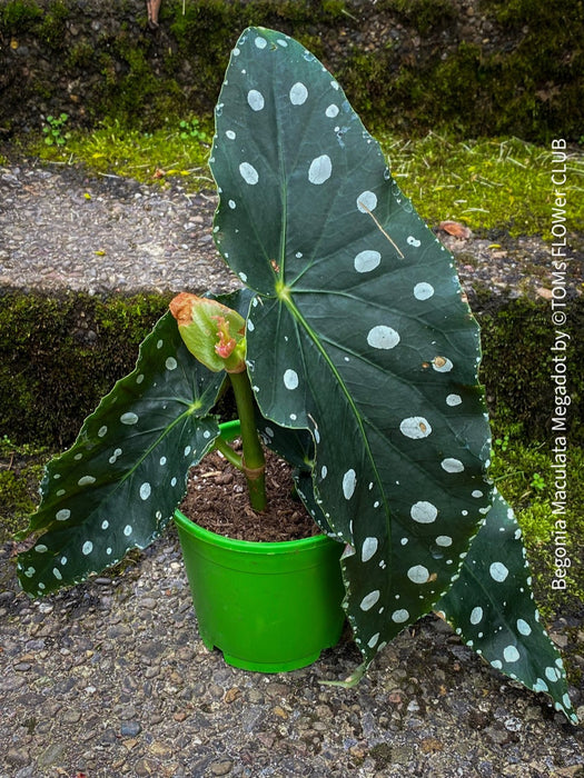 Begonia Maculata Megadot with XXL large, dotted leaves, grown from stem cuttings. Fully established, robust, and healthy plant in well-drained organic substrate. Leaf size can reach 40-50cm. Easy to care for, ideal for semi-shady, bright locations. Not hardy. Requires repotting every 1-2 years and benefits from leaf showering every fortnight. Available at TOMs FLOWer CLUB webshop.