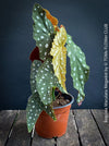 Begonia Maculata Megadot available for sale at TOMs FLOWer CLUB, Zurich, Switzerland.