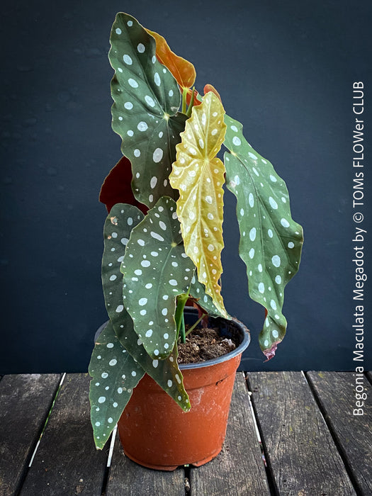 Begonia Maculata Megadot available for sale at TOMs FLOWer CLUB, Zurich, Switzerland.