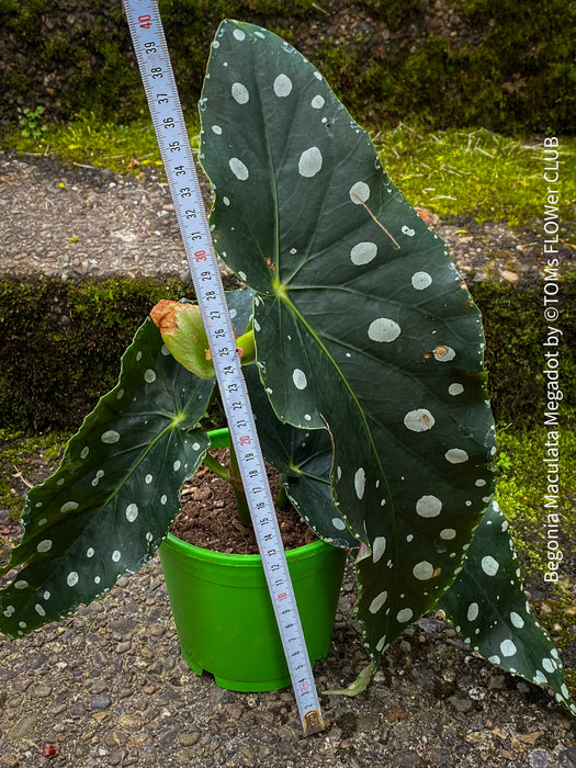 Begonia Maculata Megadot