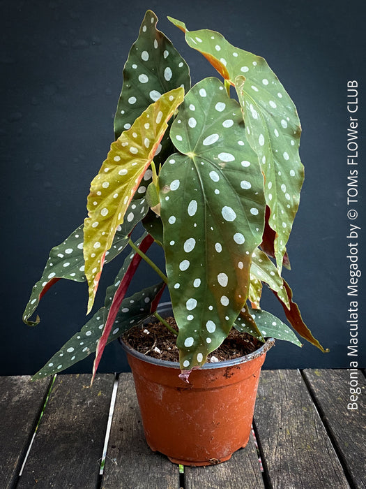Begonia Maculata Megadot available for sale at TOMs FLOWer CLUB, Zurich, Switzerland.