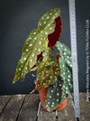 Begonia Maculata Megadot available for sale at TOMs FLOWer CLUB, Zurich, Switzerland.