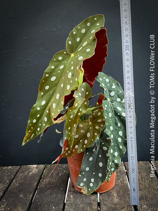 Begonia Maculata Megadot available for sale at TOMs FLOWer CLUB, Zurich, Switzerland.