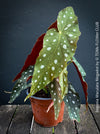 Begonia Maculata Megadot available for sale at TOMs FLOWer CLUB, Zurich, Switzerland.