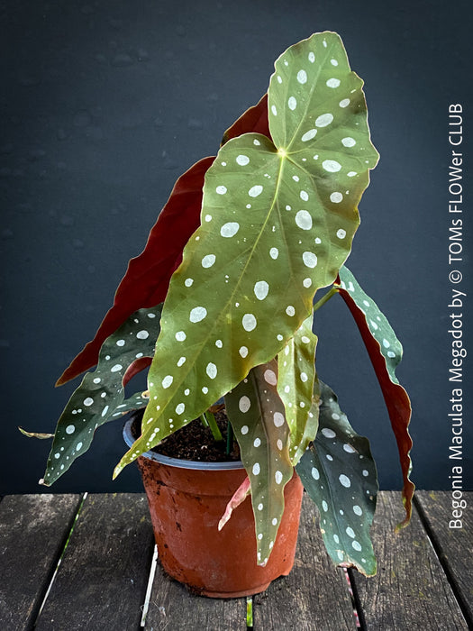 Begonia Maculata Megadot available for sale at TOMs FLOWer CLUB, Zurich, Switzerland.