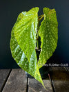 Begonia Maculata Snow Capped, organically grown tropical plants for sale at TOMs FLOWer CLUB.