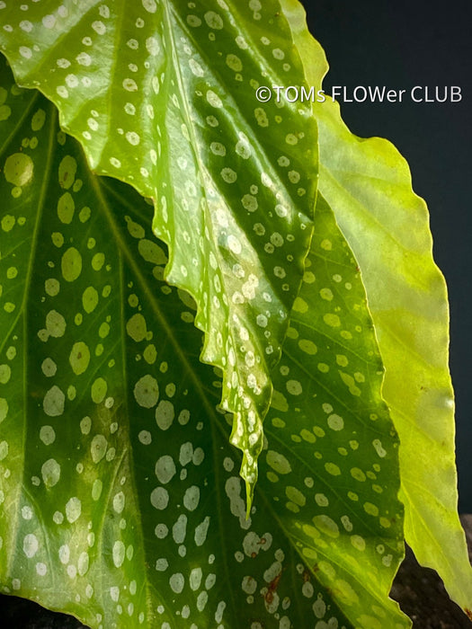 Begonia Maculata Snow Capped, organically grown tropical plants for sale at TOMs FLOWer CLUB.