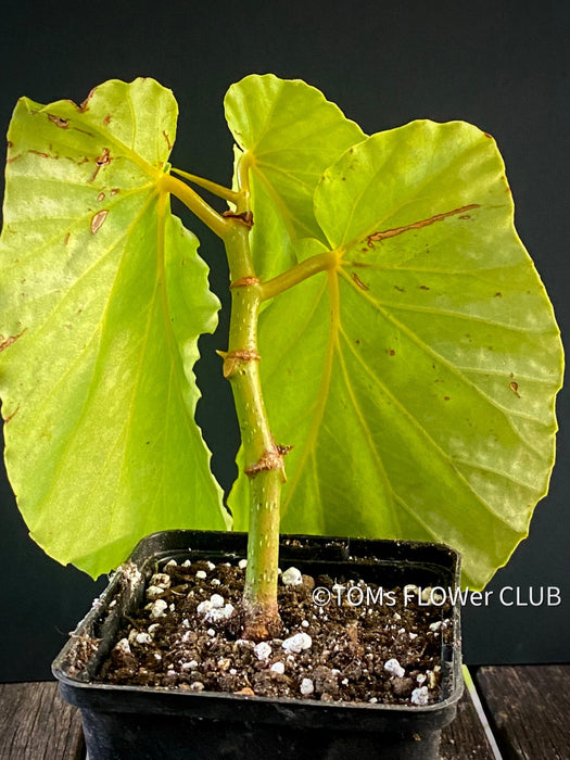 Begonia Maculata Snow Capped, organically grown tropical plants for sale at TOMs FLOWer CLUB.