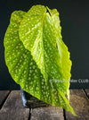 Begonia Maculata Snow Capped, organically grown tropical plants for sale at TOMs FLOWer CLUB.