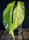 Begonia Maculata Snow Capped, organically grown tropical plants for sale at TOMs FLOWer CLUB.