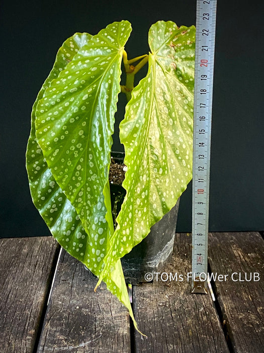 Begonia Maculata Snow Capped, organically grown tropical plants for sale at TOMs FLOWer CLUB.