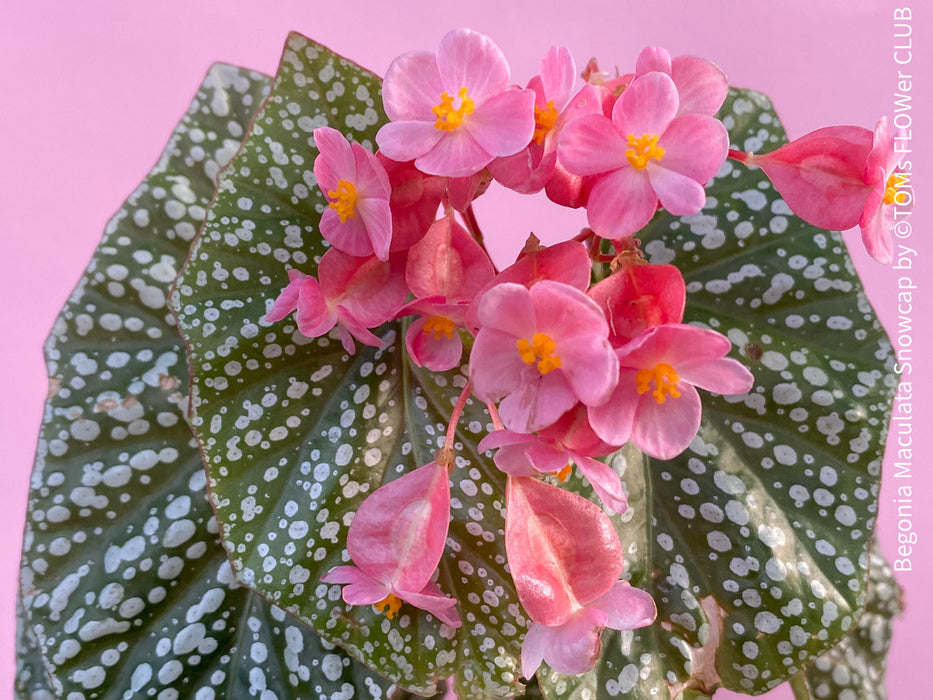 Begonia Maculata Snowcap, organically grown tropical plants for sale at TOMs FLOWer CLUB.
