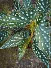 Begonia Maculata Tamaya, polka dots, Forellenbegonie, TOMs FLOWer CLUB, organically grown, Zimmerpflanzen
