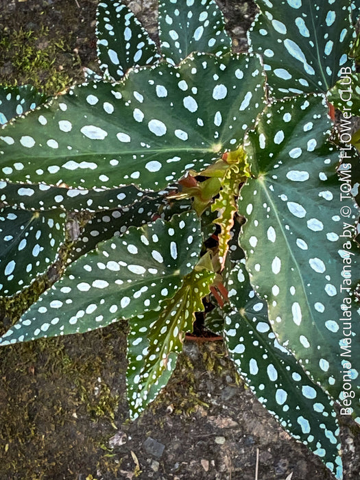 Begonia Maculata Tamaya, polka dots, Forellenbegonie, TOMs FLOWer CLUB, organically grown, Zimmerpflanzen