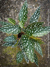Begonia Maculata Tamaya, polka dots, Forellenbegonie, TOMs FLOWer CLUB, organically grown, Zimmerpflanzen
