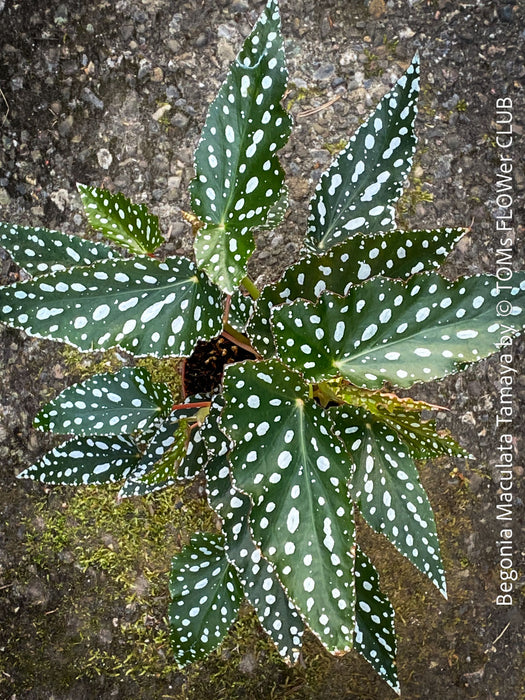 Begonia Maculata Tamaya, polka dots, Forellenbegonie, TOMs FLOWer CLUB, organically grown, Zimmerpflanzen