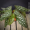 Begonia Maculata Tamaya, polka dots, Forellenbegonie, TOMs FLOWer CLUB, organically grown, Zimmerpflanzen