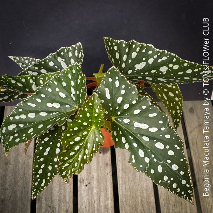 Begonia Maculata Tamaya, polka dots, Forellenbegonie, TOMs FLOWer CLUB, organically grown, Zimmerpflanzen