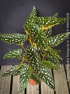 Begonia Maculata Tamaya, polka dots, Forellenbegonie, TOMs FLOWer CLUB, organically grown, Zimmerpflanzen
