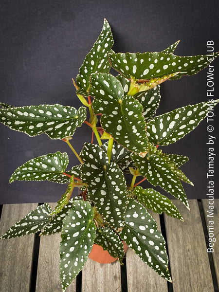 Begonia Maculata Tamaya, polka dots, Forellenbegonie, TOMs FLOWer CLUB, organically grown, Zimmerpflanzen