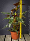 Begonia Maculata Tamaya, polka dots, Forellenbegonie, TOMs FLOWer CLUB, organically grown, Zimmerpflanzen