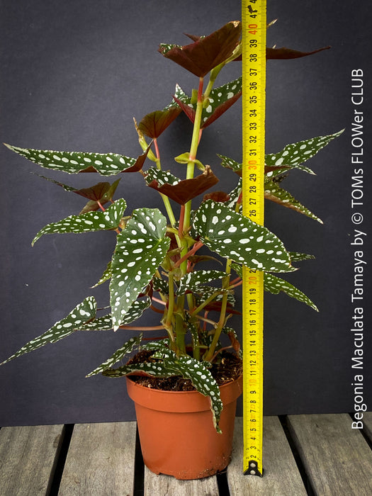 Begonia Maculata Tamaya, polka dots, Forellenbegonie, TOMs FLOWer CLUB, organically grown, Zimmerpflanzen