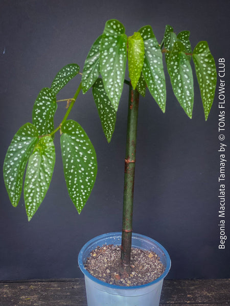 Begonia Maculata Tamaya, polka dots, Forellenbegonie, TOMs FLOWer CLUB, organically grown, Zimmerpflanzen