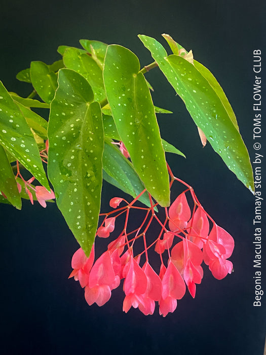 Begonia Maculata Tamaya, polka dots, Forellenbegonie, TOMs FLOWer CLUB, organically grown, Zimmerpflanzen