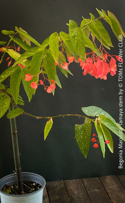 Begonia Maculata Tamaya, polka dots, Forellenbegonie, TOMs FLOWer CLUB, organically grown, Zimmerpflanzen