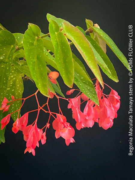 Begonia Maculata Tamaya, polka dots, Forellenbegonie, TOMs FLOWer CLUB, organically grown, Zimmerpflanzen