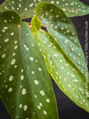 Begonia Maculata Tamaya, polka dots, Forellenbegonie, TOMs FLOWer CLUB, organically grown, Zimmerpflanzen